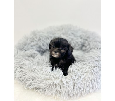 말티푸분양(10만원부터)